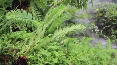Tropik açık hava bahçesinde su buharı, stok görüntüleri.