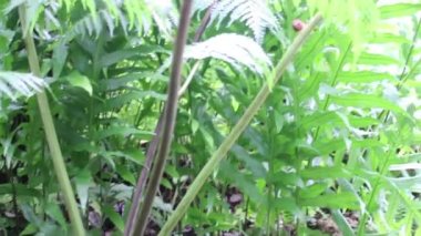 Tropik açık hava bahçesindeki çeşitli bitkiler, stok görüntüleri.