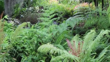 Tropik açık hava bahçesindeki çeşitli bitkiler, stok görüntüleri.