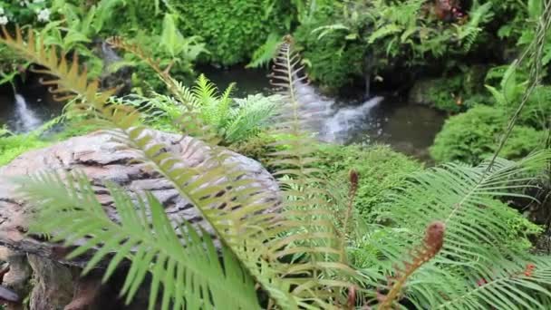 Agua Que Fluye Jardín Tropical Aire Libre Material Archivo — Vídeos de Stock