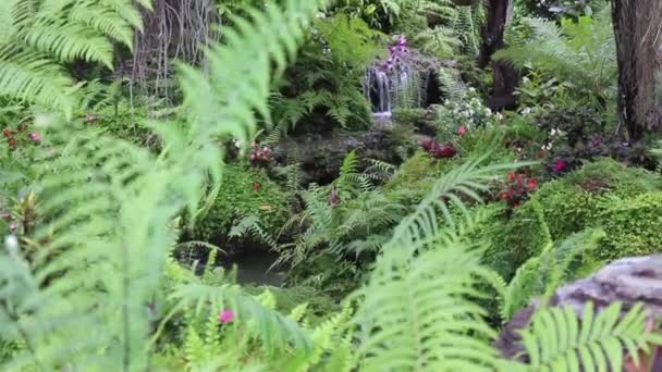 Eau Qui Coule Dans Jardin Tropical Plein Air Images Stock — Video