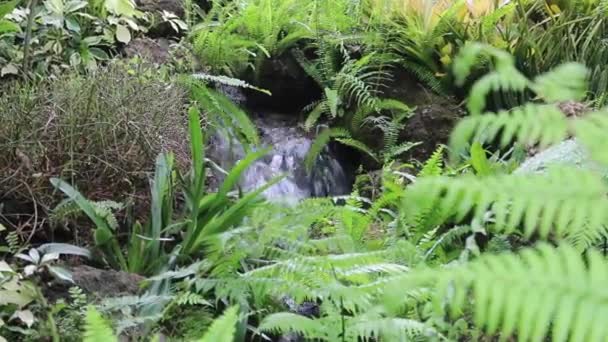 Acqua Che Scorre Giardino Tropicale All Aperto Stock Footage — Video Stock