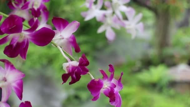 Tropik Açık Hava Bahçesinde Buharı Stok Görüntüleri — Stok video
