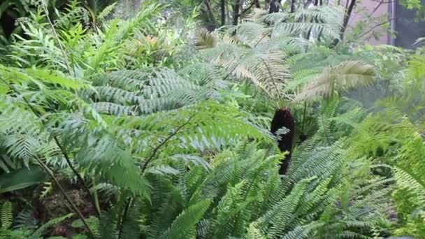 Vapeur Eau Dans Jardin Tropical Plein Air Images Stock — Video