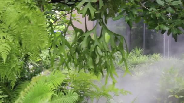 Vapeur Eau Dans Jardin Tropical Plein Air Images Stock — Video