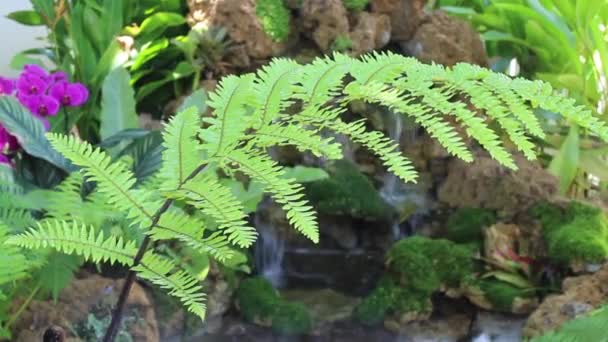 Cascade Extérieure Été Dans Jardin Images Stock — Video