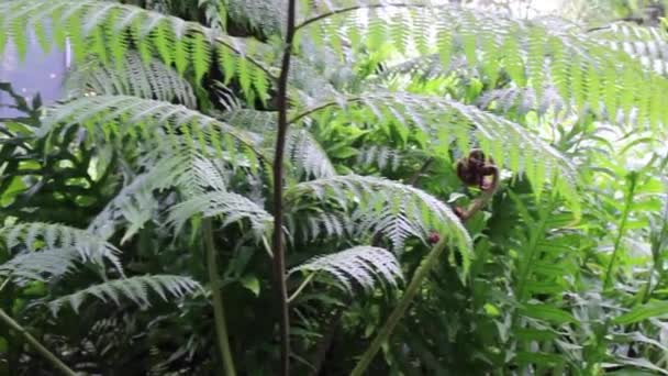 Odrůdy Rostlin Tropické Venkovní Zahradě Stock Záběry — Stock video