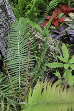 Açık hava bahçesinde tropik yeşil çevre, stok fotoğrafı.