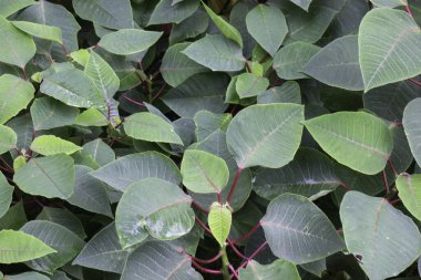 Açık hava bahçesinde tropik yeşil çevre, stok fotoğrafı.