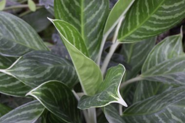 Açık hava bahçesinde tropik yeşil çevre, stok fotoğrafı.