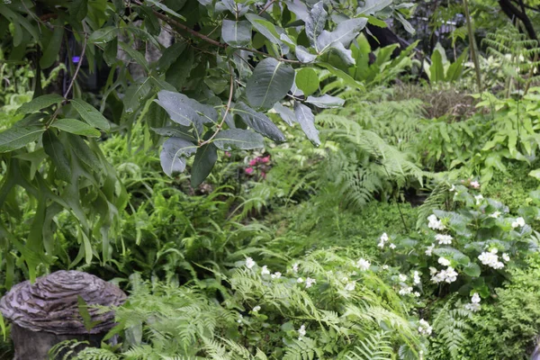 Dintorni Verdi Tropicali Nel Giardino Esterno Foto Scorta — Foto Stock