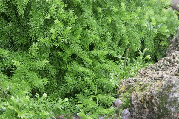 屋外の庭の熱帯緑の環境 ストックフォト — ストック写真