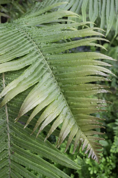 Dintorni Verdi Tropicali Nel Giardino Esterno Foto Scorta — Foto Stock