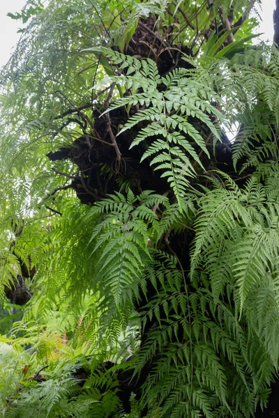 Açık Hava Bahçesinde Tropik Yeşil Çevre Stok Fotoğrafı — Stok fotoğraf