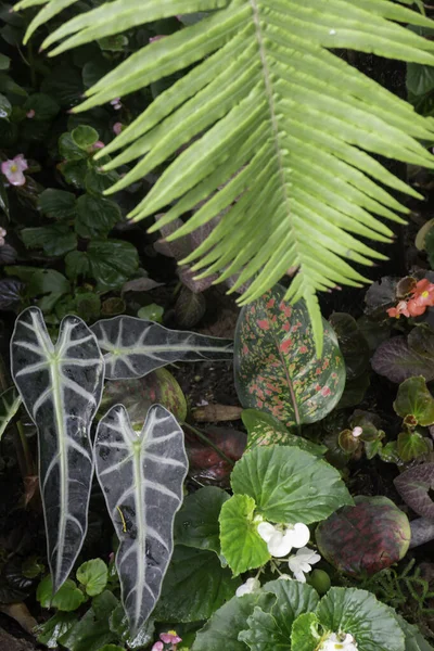 屋外の庭の熱帯緑の環境 ストックフォト — ストック写真