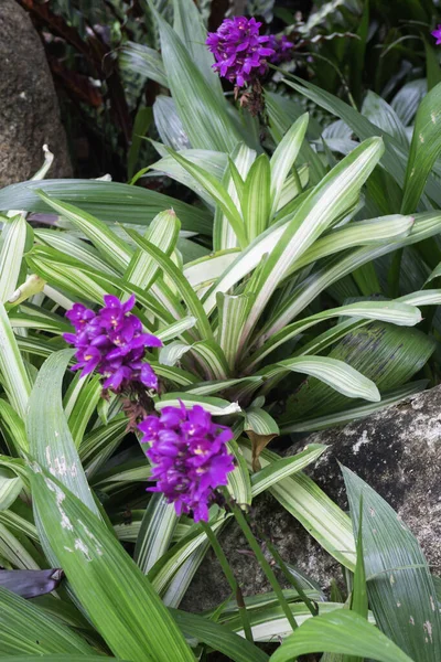 Tropical Green Surroundings Outdoor Garden Stock Photo — Stock Photo, Image