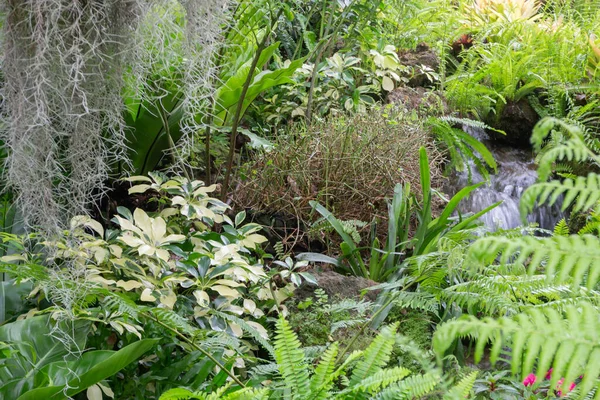 Environnement Tropical Verdoyant Dans Jardin Extérieur Photo Réserve — Photo