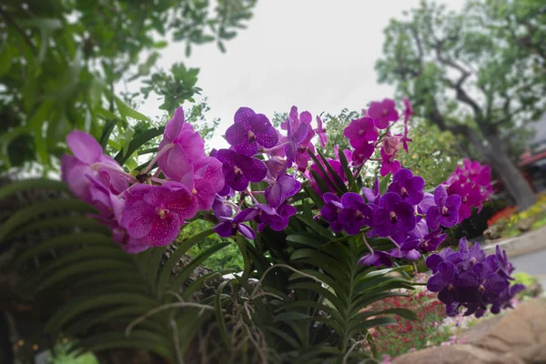 Dintorni Verdi Tropicali Nel Giardino Esterno Foto Scorta — Foto Stock