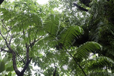 Açık hava bahçesinde tropik yeşil çevre, stok fotoğrafı.