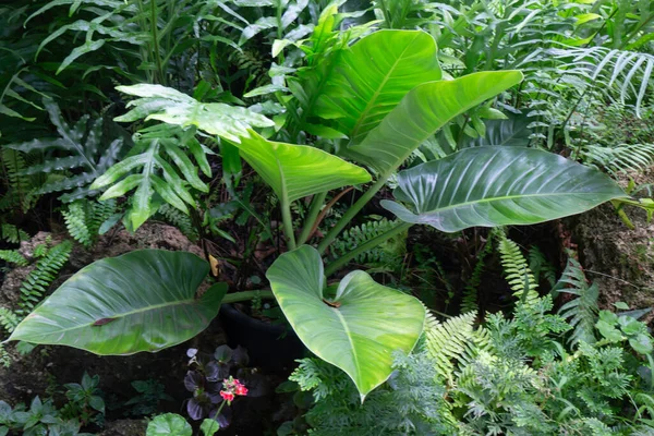 Lingkungan Hijau Tropis Taman Luar Foto Stok — Stok Foto