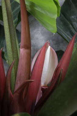 Philodendron tropikal asma bitkisinin genç kırmızı yaprakları.