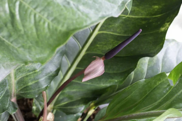 フィロデンドロン熱帯植物株の赤い若い葉の写真 — ストック写真