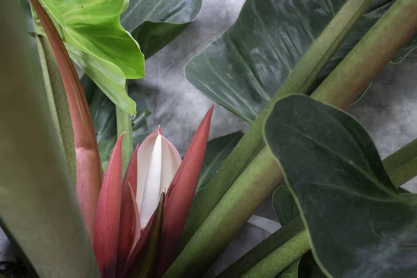 Rode Jonge Bladeren Van Philodendron Tropische Wijnstok Stock Foto — Stockfoto