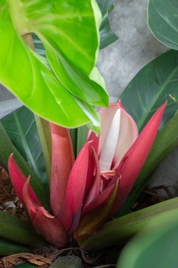 Philodendron tropikal asma bitkisinin genç kırmızı yaprakları.