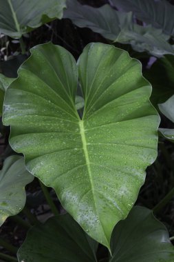 Egzotik tropik canavar palmiye yaprakları, stok fotoğrafı.