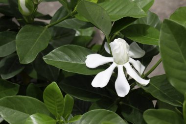 Açık hava bitki pazarı, stok fotoğrafı.