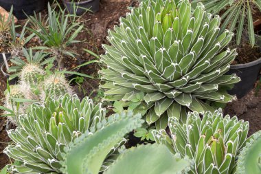 Açık hava bitki pazarı, stok fotoğrafı.