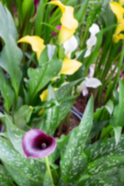 Açık hava bitki pazarı, stok fotoğrafı.