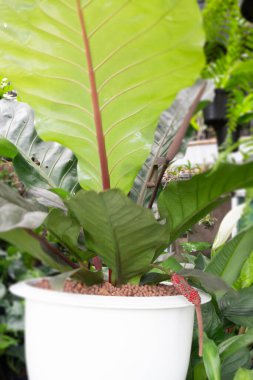 Açık hava bitki pazarı, stok fotoğrafı.