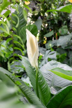 Açık hava bitki pazarı, stok fotoğrafı.
