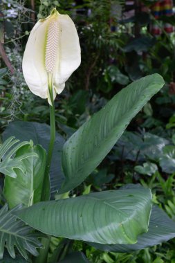 Açık hava bitki pazarı, stok fotoğrafı.