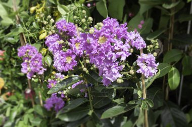 Açık hava bitki pazarı, stok fotoğrafı.