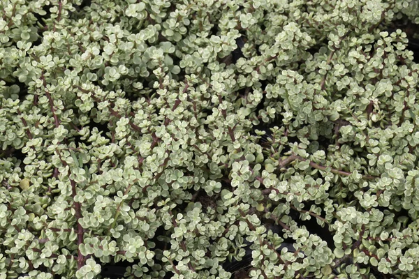 Refroidi Sur Marché Des Plantes Plein Air Photo Stock — Photo