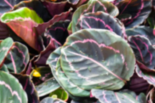 Gekoeld Buiten Plantenmarkt Stockfoto — Stockfoto