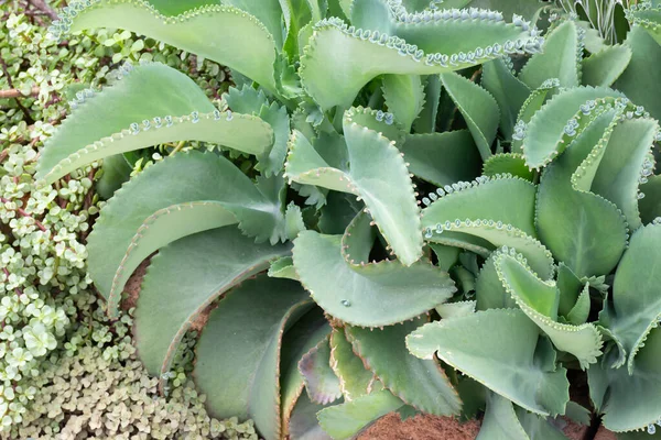 Refroidi Sur Marché Des Plantes Plein Air Photo Stock — Photo