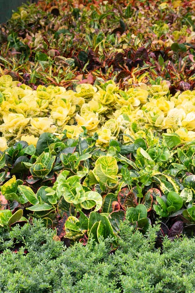 Refrigerado Mercado Plantas Aire Libre Foto Stock — Foto de Stock