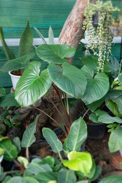 Gekoeld Buiten Plantenmarkt Stockfoto — Stockfoto