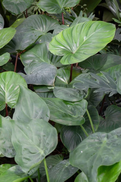 Refroidi Sur Marché Des Plantes Plein Air Photo Stock — Photo