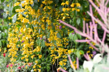 Açık hava bitki pazarı, stok fotoğrafı.