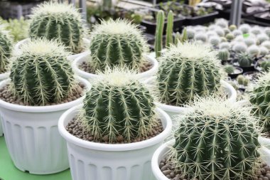 Açık hava bitki pazarı, stok fotoğrafı.