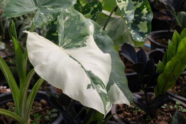 Açık hava bitki pazarı, stok fotoğrafı.