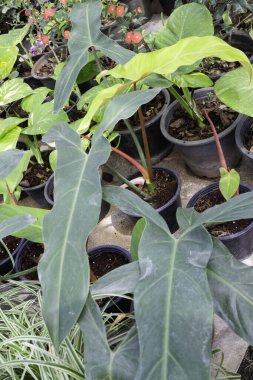 Açık hava bitki pazarı, stok fotoğrafı.