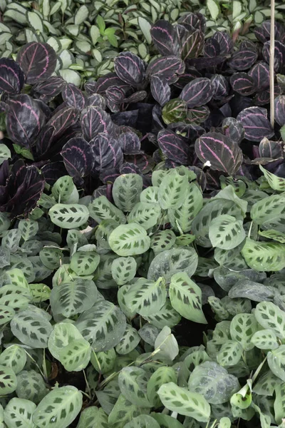屋外植物市場で冷やされ ストックフォト — ストック写真