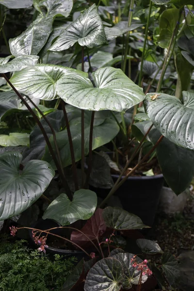 屋外植物市場で冷やされ ストックフォト — ストック写真