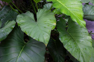 Açık hava bitki pazarı, stok fotoğrafı.
