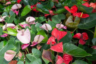 Açık hava bitki pazarı, stok fotoğrafı.